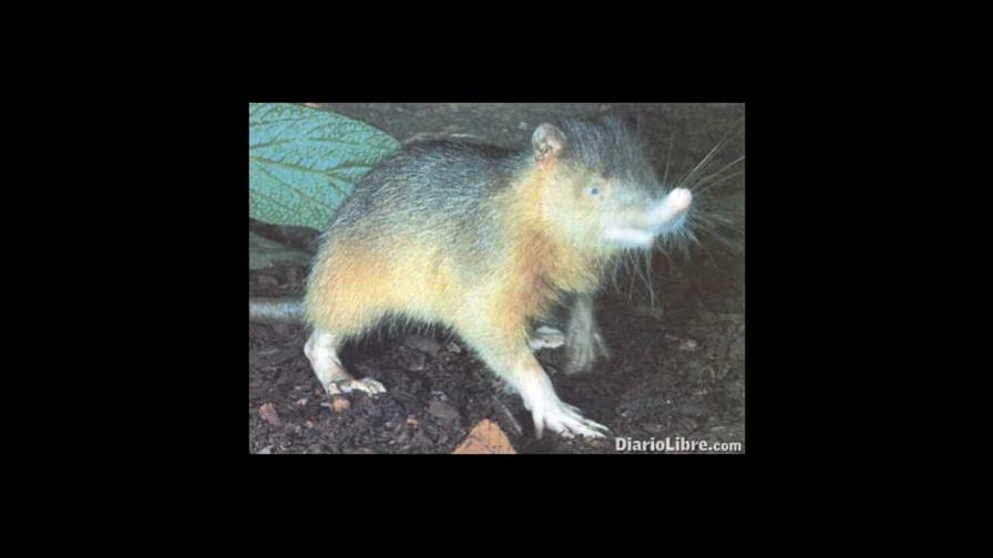 El Solenodon paradójico: un animal inofensivo y tímido de la Hispaniola