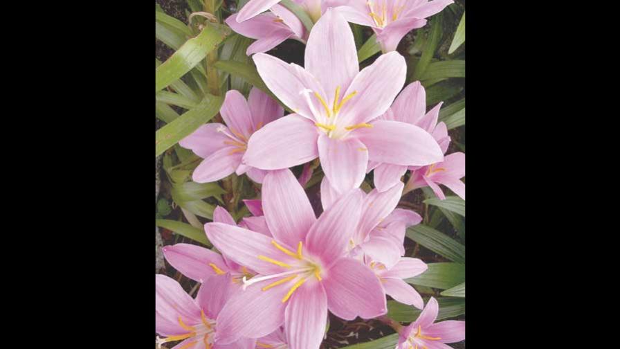 Primavera: la tierra muestra sus colores