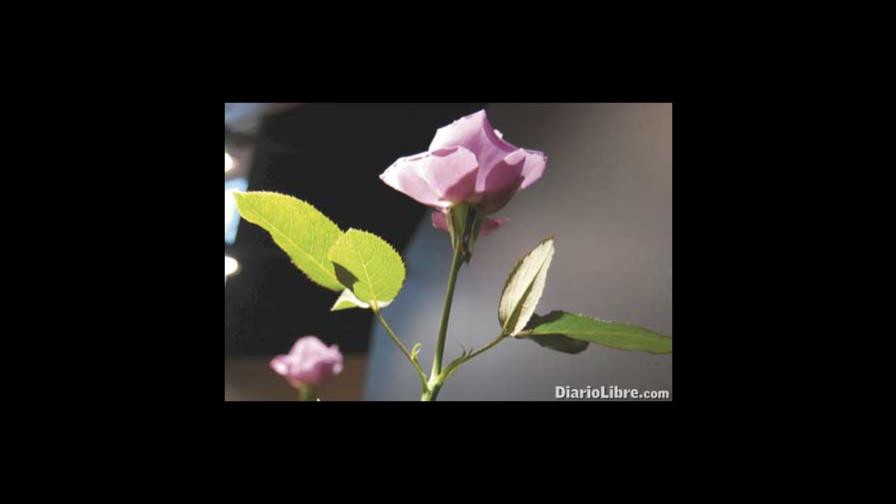 Presentan la primera flor azul Presentan la primera flor azul