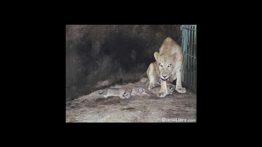 Nacen tres cachorros leones en Zoológico