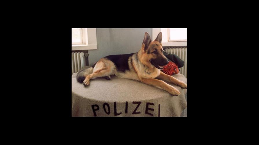 La estrella canina de Hollywood llegó a Roma a bordo de su avión