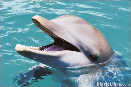 Un verano diferente en el Ocean World Park Un verano diferente en el Ocean World Park