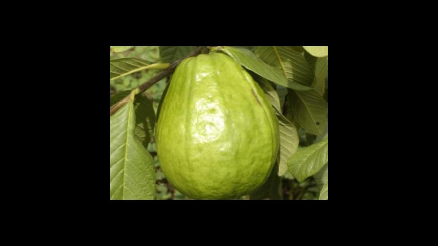 Iniciarán proyecto de producción de Guayabas orgánicas en Azua Iniciarán proyecto de producción de Guayabas orgánicas en Azua