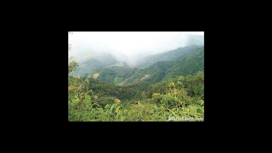 WWF alarma sobre las selvas Borneo y Sumatra