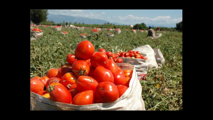 Agricultura dice que hay buena cosecha de tomate Agricultura dice que hay buena cosecha de tomate