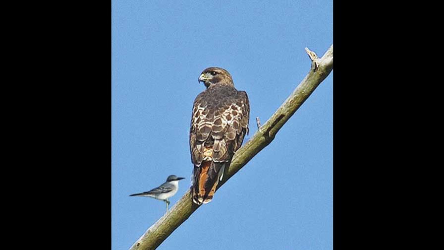 A cualquier guaraguao le sale su petigre A cualquier guaraguao le sale su petigre