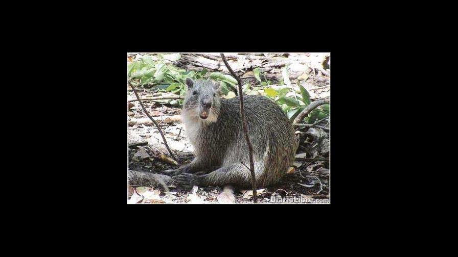 Extinciones olvidadas