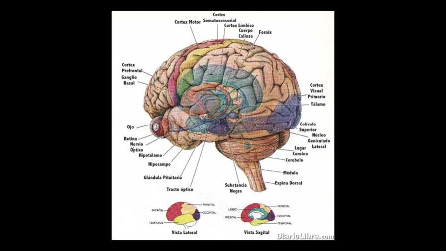 El cerebro activa distintas regiones en función de la edad de los recuerdos