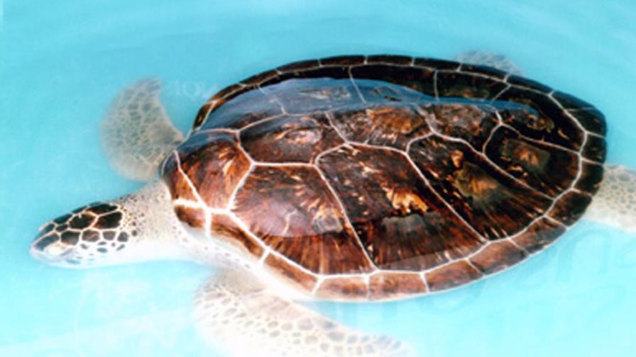 RD reduce ventas artículos hechos con tortuga Carey