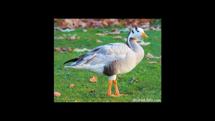 Gansos de la India emigran sobre los Montes Himalaya