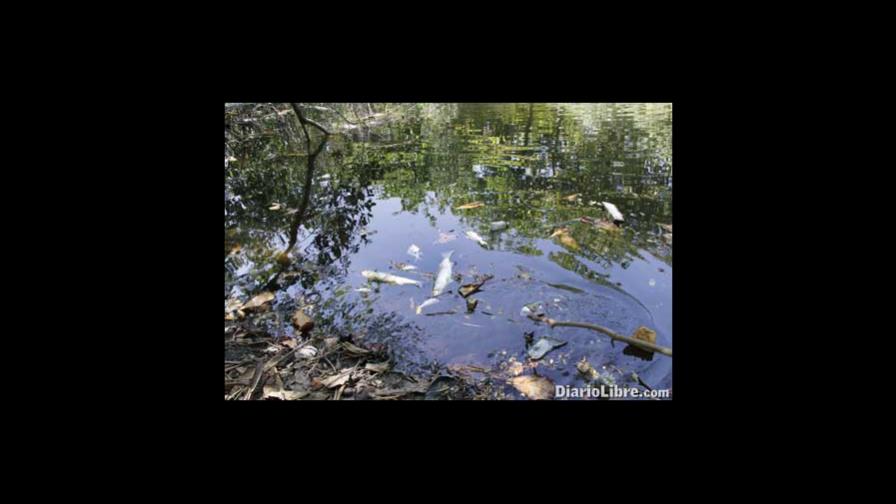 Analizan muerte peces arroyo Itabo de Haina