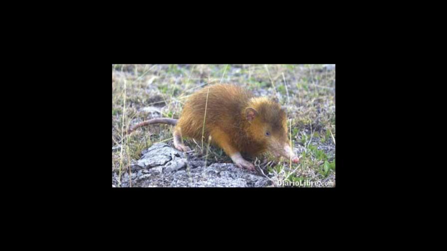Sociedad Ornitológica de la Hispaniola exhorta a proteger solenodonte