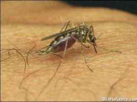 En lo que va de año 24 han muerto por dengue