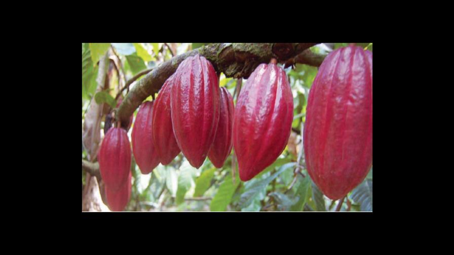 Cacao de Castillo, entre los mejores del mundo