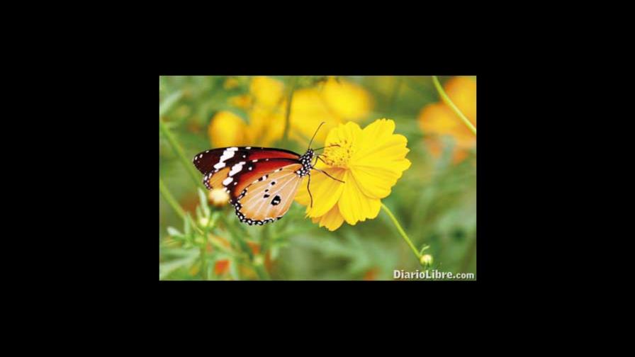 Mariposas de la India Mariposas de la India