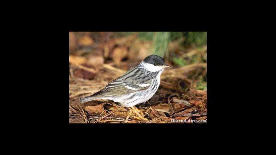 ¿Cómo se orientan las aves migratorias? ¡Por las estrellas!