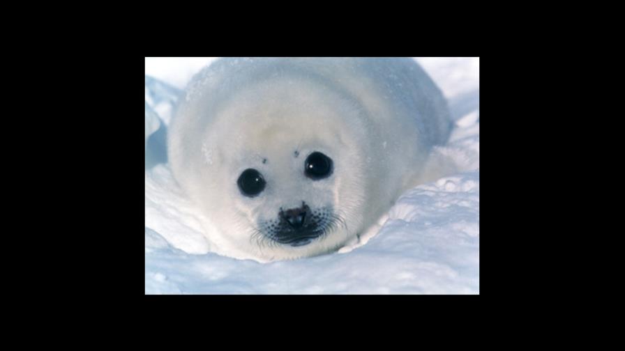 Comerán carne de foca en apoyo a cazadores