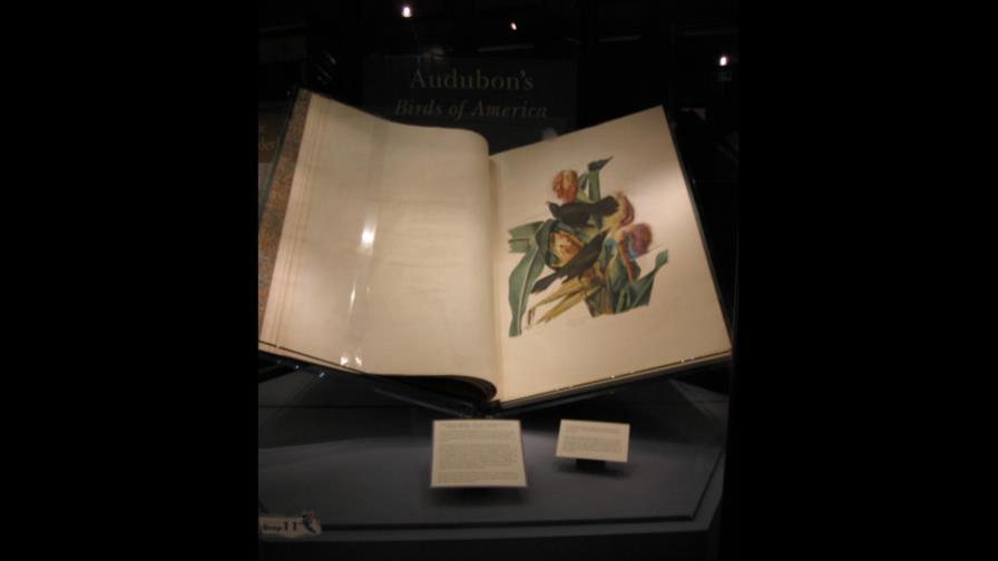 Subastan el libro más caro del mundo: el titulado Aves de América Subastan el libro más caro del mundo: el titulado Aves de América