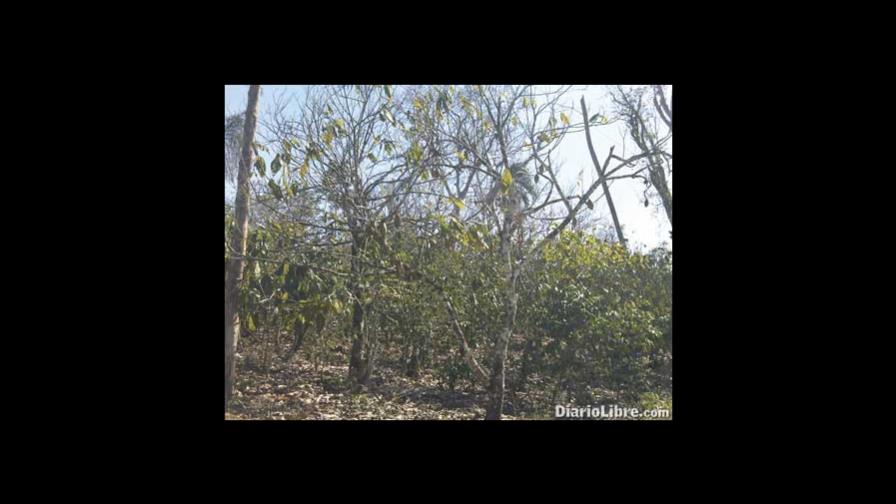 Sequía en el país afecta cosecha cacao y arroz