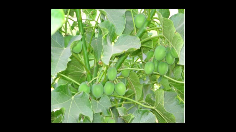 Empresas españolas harán primera planta de biodiésel en RD