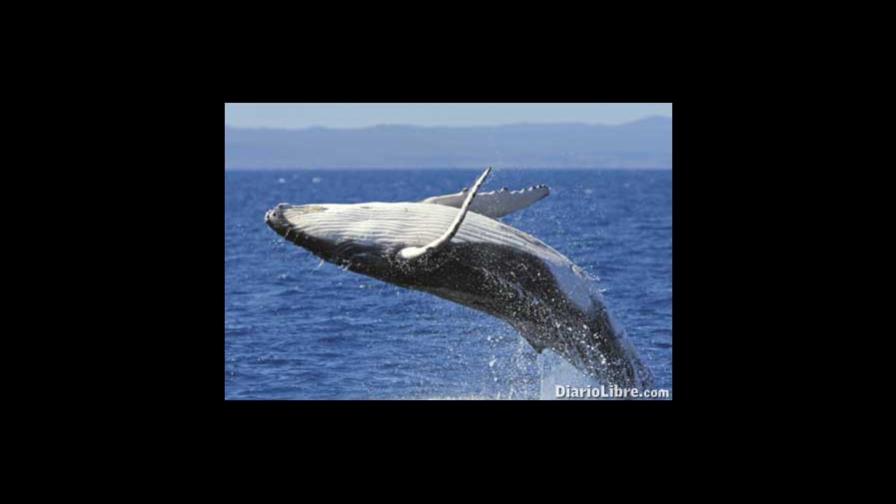 Efectos negativos de la observación de ballenas