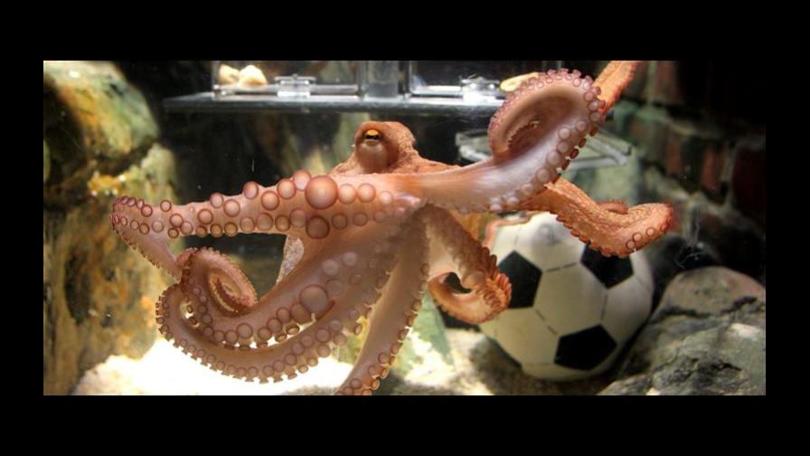 Paul se jubila con un 100 % de aciertos y sin revelar su secreto