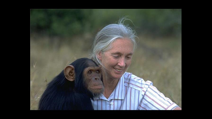 Jane Goodall deja atrás la selva para luchar por un mundo mejor