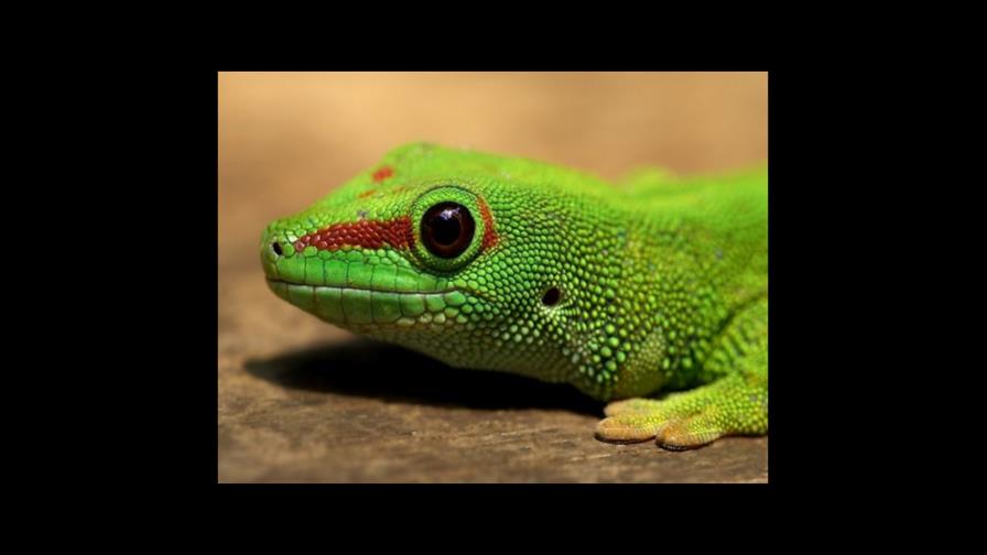 Los lagartos en peligro de extinción