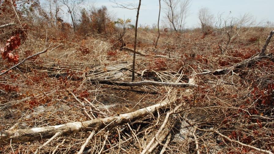 Mayoría incendios forestales en RD se producen por quema y tumba de arboles