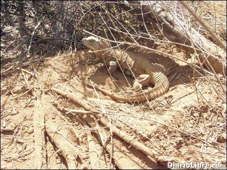 Proyecto conservación de iguanas une a haitianos y dominicanos
