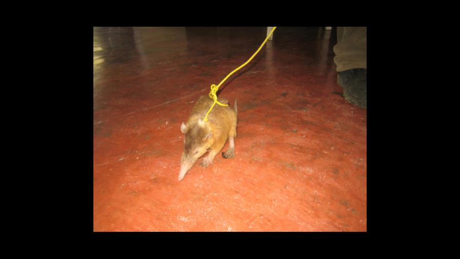 Hallan solenodonte en Hato Mayor