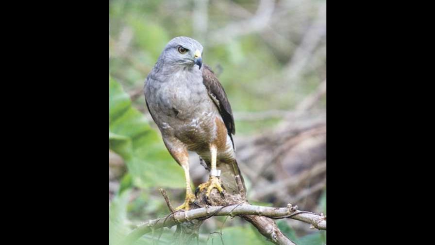 El gavilán de La Hispaniola El gavilán de La Hispaniola