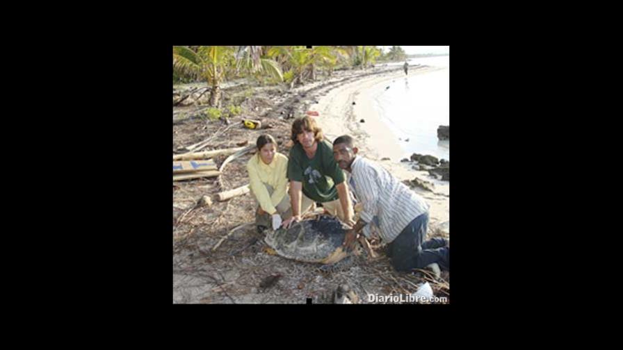 Cómo ayudar a las tortugas marinas Cómo ayudar a las tortugas marinas