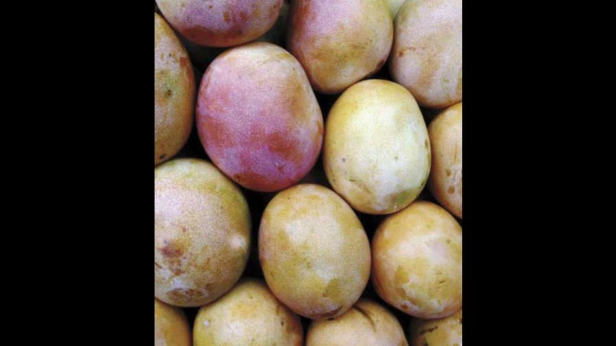 Plantean 4 patrones semilla mango Baní