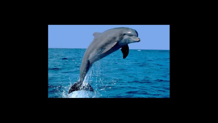 Exhibirán en Japón filme sobre la matanza de delfines