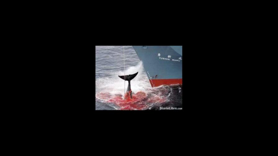 Las ballenas del mundo en la mira del arpón