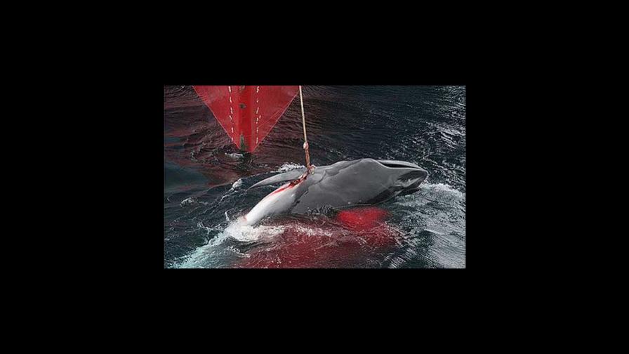 Países analizan suspender la prohibición a la caza de ballenas Países analizan suspender la prohibición a la caza de ballenas