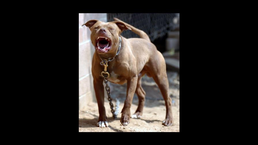 Chuban perro guapo a policías para evitar arresto