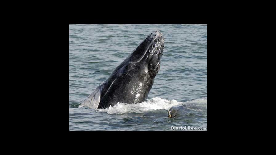 Ballenas ganan primera batalla