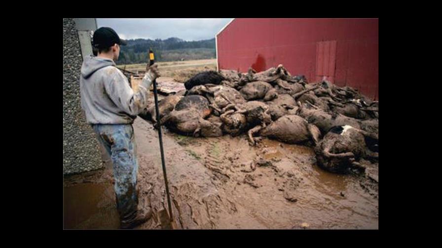 Granjero de NY ejecuta todas sus vacas y se suicida