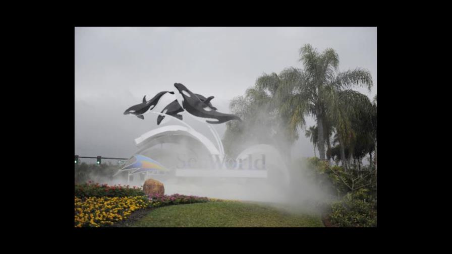 Entrenadora murió por traumas múltiples tras ataque de ballena orca