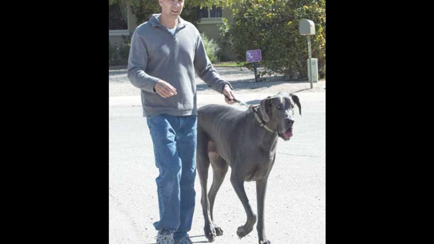 El perro más grande del mundo