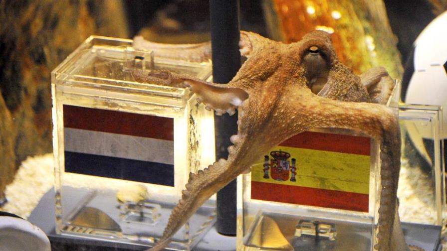 Falleció el pulpo Paul, el adivino del Mundial 2010