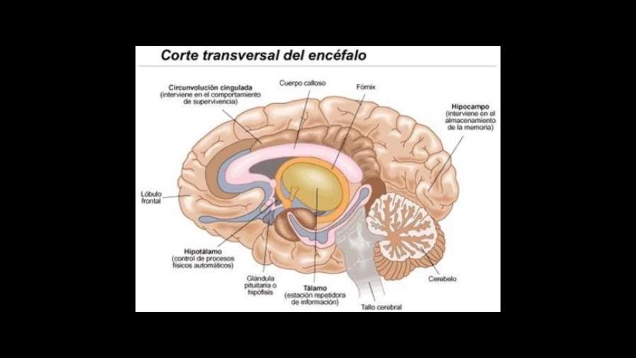 Estudio vincula tamaño de amígdala cerebral con socialización