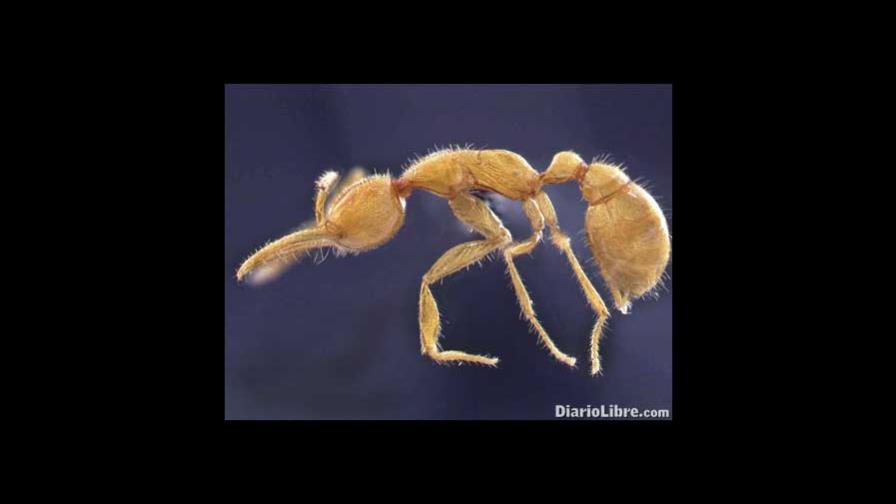 Nueva hormiga en el Amazonas