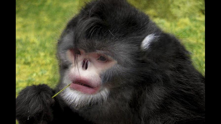 Descubren nueva especie de mono de cara chata