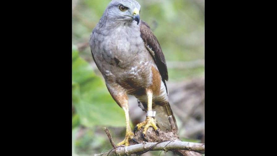 Iniciarán turismo de observación de aves