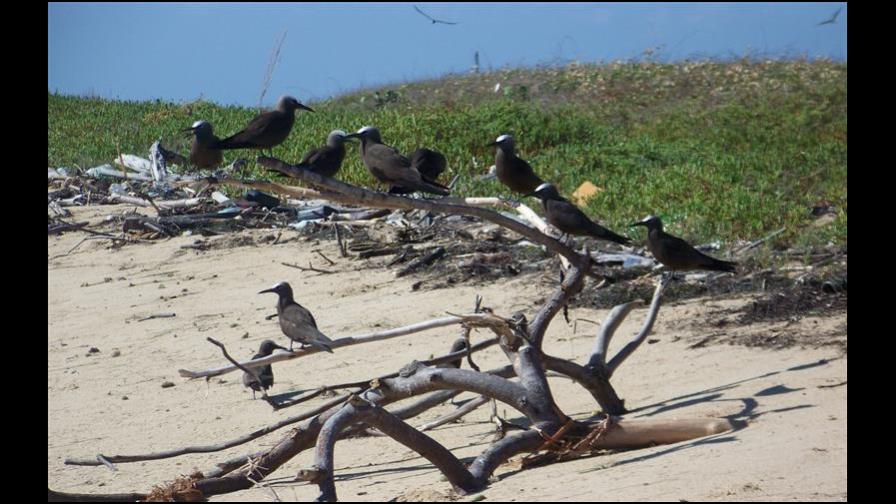 Medio Ambiente valora programa de monitoreo y protección de aves migratorias Medio Ambiente valora programa de monitoreo y protección de aves migratorias