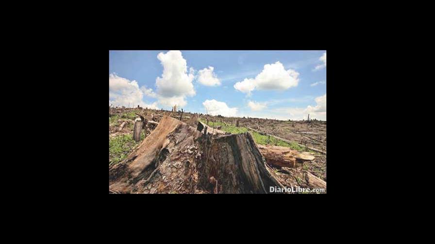 Reforestación versus restauración ecológica