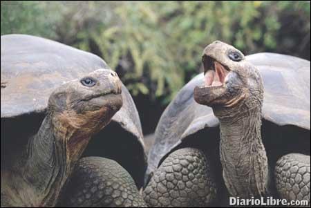 Mitos sobre el poder afrodisíaco de las tortugas
